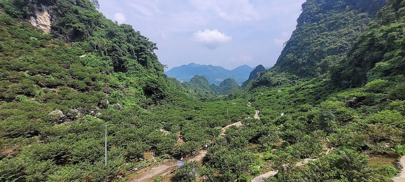 Huyện Chi Lăng: Nỗ lực phát triển thương hiệu Na Chi Lăng Huyện Chi Lăng: Nỗ lực phát triển thương hiệu Na Chi Lăng