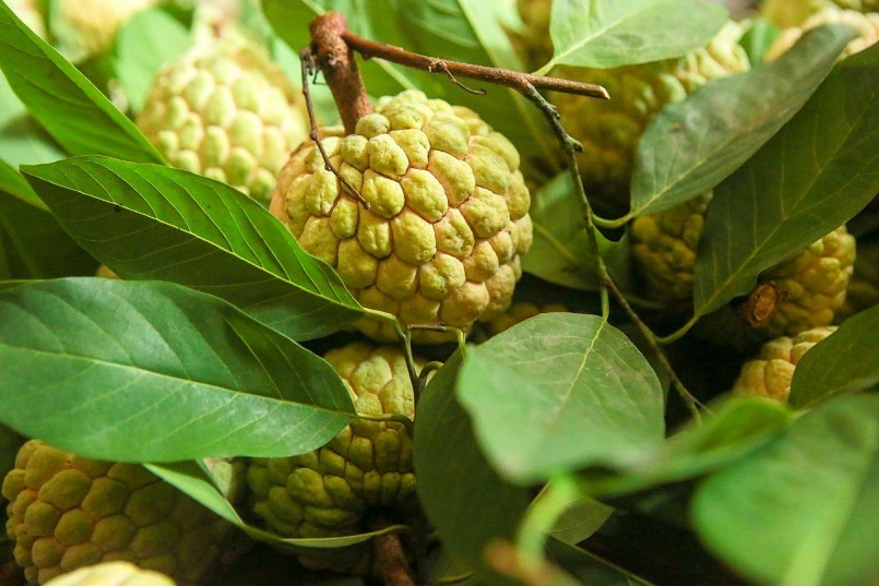 Huyện Chi Lăng: Nỗ lực phát triển thương hiệu Na Chi Lăng Huyện Chi Lăng: Nỗ lực phát triển thương hiệu Na Chi Lăng