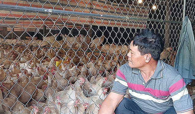 Hiện trại nuôi gà Ai Cập siêu trứng của ông Mười đã tăng lên 9.000 con. Hiện trại nuôi gà Ai Cập siêu trứng của ông Mười đã tăng lên 9.000 con.