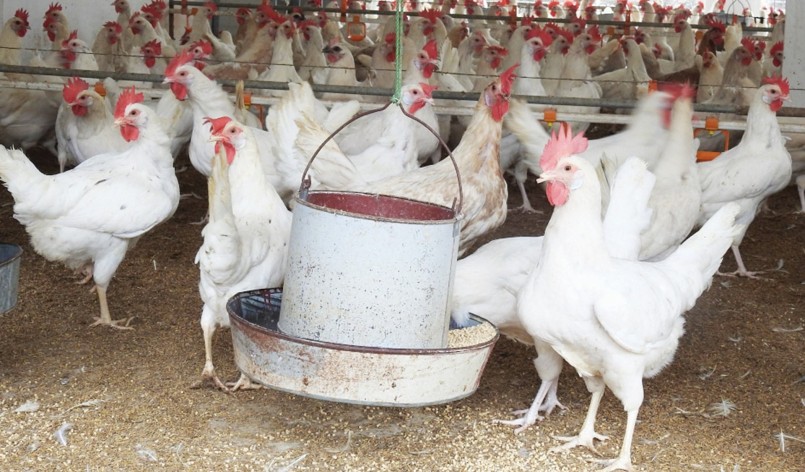 Ông Mười nhận thấy nuôi gà trong trại khép kín đảm bảo vệ sinh gà sẽ khỏe mạnh, tỷ lệ đẻ trứng cao. Ông Mười nhận thấy nuôi gà trong trại khép kín đảm bảo vệ sinh gà sẽ khỏe mạnh, tỷ lệ đẻ trứng cao.