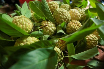 Giải mã bí mật thương hiệu Na Chi Lăng