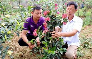 Một thôn ở vùng cao Hà Giang bạt ngàn cây cảnh, người dân thạo nghề như nghệ nhân