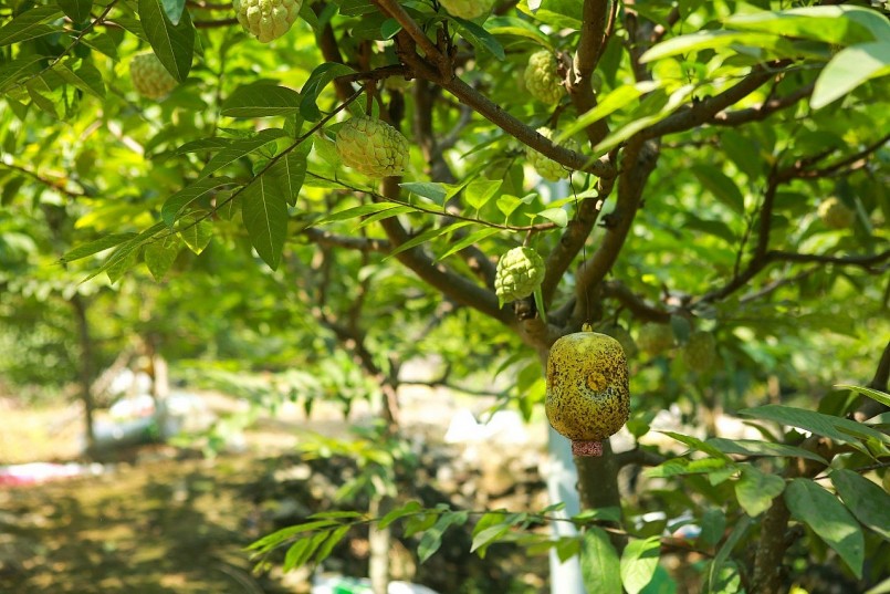 Huyện Chi Lăng: Nỗ lực phát triển thương hiệu Na Chi Lăng Huyện Chi Lăng: Nỗ lực phát triển thương hiệu Na Chi Lăng