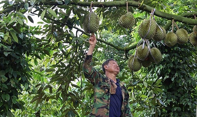 Thời gian qua giá sầu riêng ở Tây Nguyên biến động liên tục.