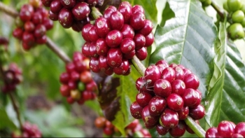 Giá nông sản hôm nay 16/8: Cà phê tiếp tục giảm sàn, hồ tiêu giảm đồng loạt rớt đỉnh 72.500 đồng/kg