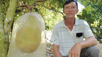 Vượt ruộng thành vườn, lão nông thu tiền tỷ từ những cây ăn quả giá trị, xứng tầm nông dân giỏi