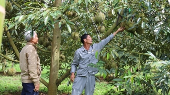 Sức nóng vụ thu hoạch sầu riêng, hàng nghìn tấn phải đổ bỏ nếu doanh nghiệp và người dân cùng chờ giá