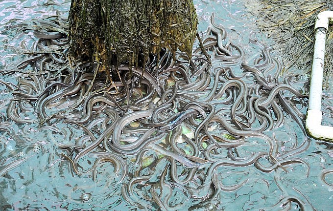 Một trong những yếu tố thành công trong nuôi lươn giống là lựa chọn lươn bố mẹ khỏe mạnh.