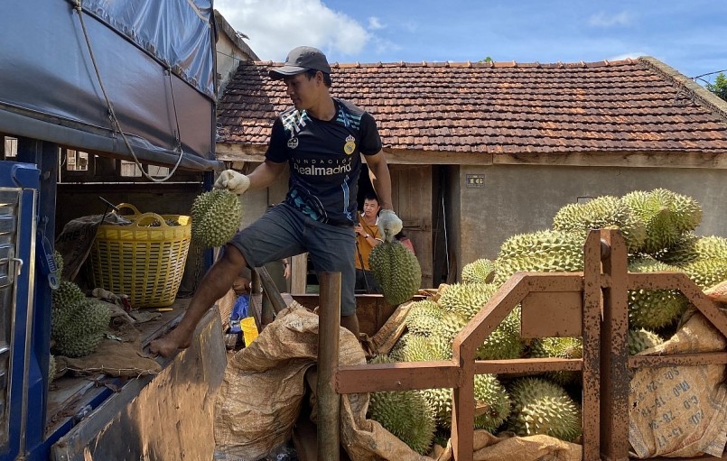 Thương lái thu mua sầu riêng Thương lái thu mua sầu riêng