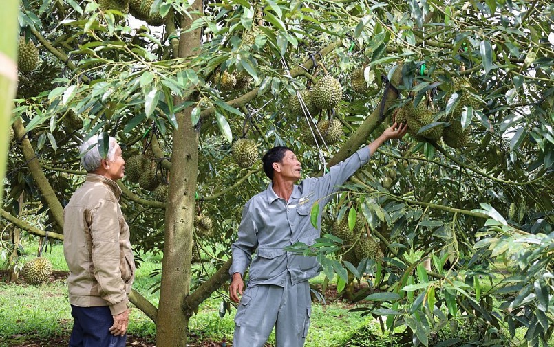 Kiểm tra vườn sầu riêng chuẩn bị tới ngày thu hoạch. Kiểm tra vườn sầu riêng chuẩn bị tới ngày thu hoạch.