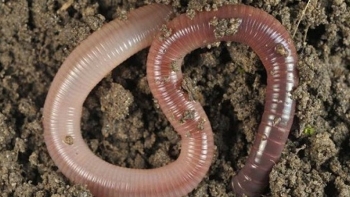 Sức mạnh đáng kinh ngạc của giun đất và khả năng nuôi nhân tạo trên diện rộng