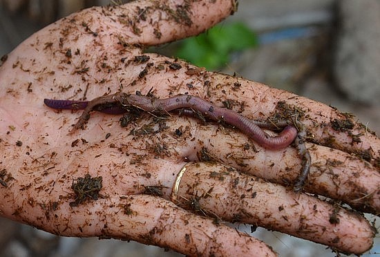 Con giun quế có hình dáng rất nhỏ, khác với giun đất.