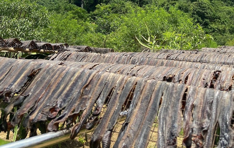 Để tránh khai thác tận diệt giun đất, việc nuôi giun đất là khả thi nhưng nên triển khai thận trọng.