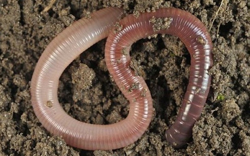 Giun đất hay trùn đất là một trong những loài sinh vật giúp đất màu mỡ, cây trồng tươi tốt.