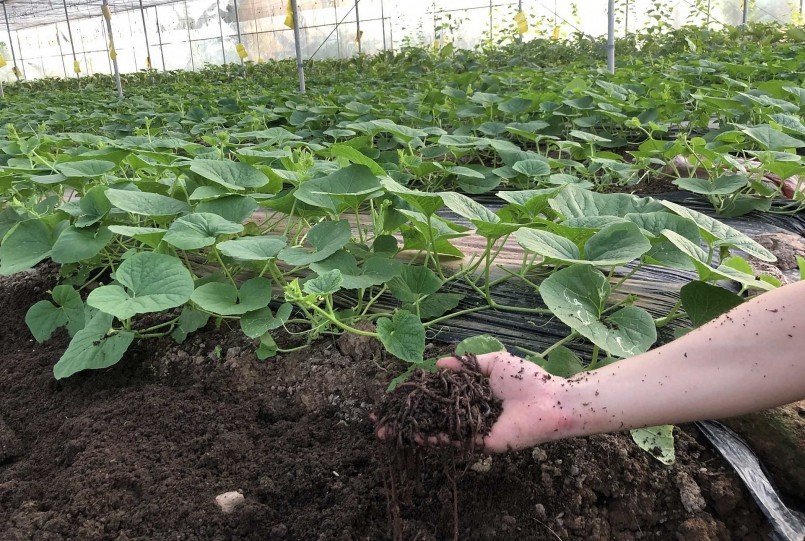 Cách đơn giản nhất để đánh giá sức khoẻ của đất canh tác là kiểm tra số lượng giun trong đất.