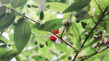 Tác dụng tuyệt vời của cây trứng cá đối với sức khỏe không phải ai cũng biết