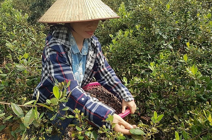 Quá trình trồng sim, chị Duyên tự mày mò kỹ thuật chăm sóc, rút kinh nghiệm dần.