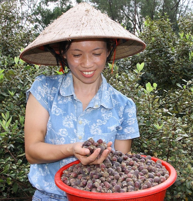 Những trái sim rừng trồng trong vườn nhà khong chỉ đem lại thu nhập cao mà con mang giá trị tinh thần rất lớn.