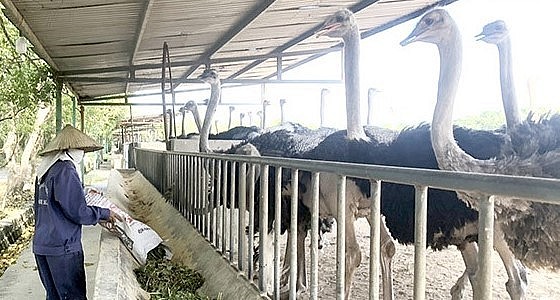 Trang trại tạo việc làm thường xuyên cho 5 lao động với thu nhập bình quân 10 triệu đồng/người/tháng