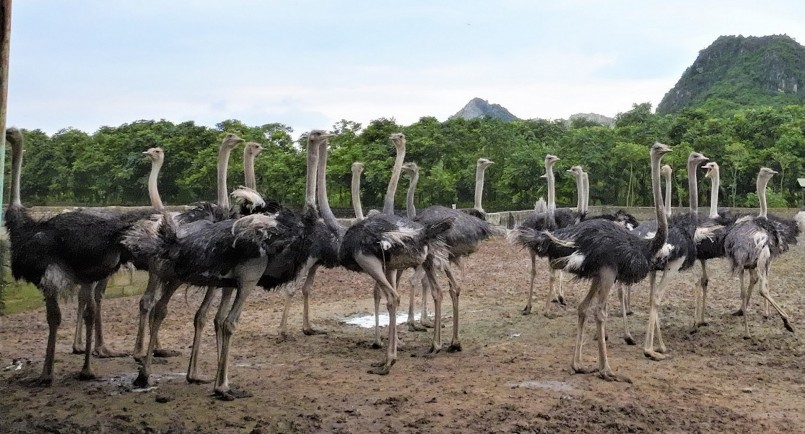 Đến nay, trang trại có 800 con, trong đó có trên 300 con đà điểu đang trong độ tuổi sinh sản, 500 con để khai thác thịt thương phẩm.