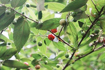 Tác dụng tuyệt vời của cây trứng cá đối với sức khỏe không phải ai cũng biết