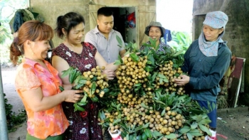 Tìm đầu ra cho đặc sản nhãn Sơn Thuỷ Hoà Bình
