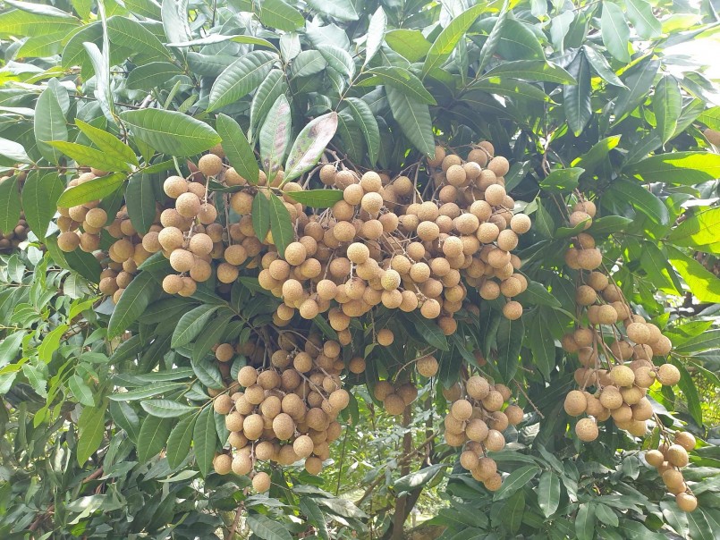 Nhãn Sơn Thuỷ được nhiều người tiêu dùng gần xa biết tới Nhãn Sơn Thuỷ được nhiều người tiêu dùng gần xa biết tới