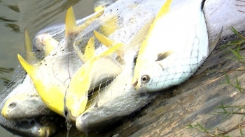 Lao đao vì tôm thẻ chuyển sang nuôi cá chim vây vàng, mỗi héc ta dự kiến lãi nửa tỷ đồng