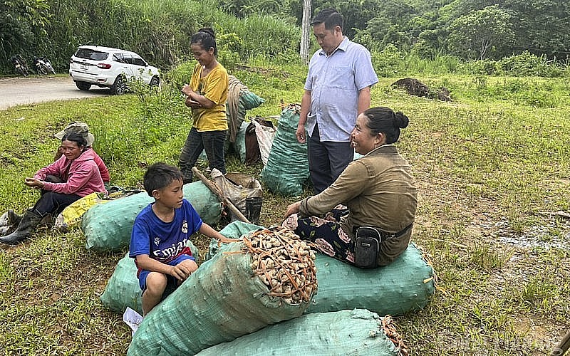 Người dân Kỳ Sơn thu hoạch gừng vụ mùa 2023 Người dân Kỳ Sơn thu hoạch gừng vụ mùa 2023