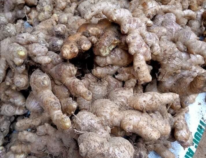 Gừng Kỳ Sơn cay nồng đậm vị Gừng Kỳ Sơn cay nồng đậm vị