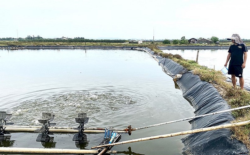 Vùng nuôi tôm thua lỗ, anh Đức đã chuyển sang nuôi cá chim trắng vây vàng và cho hiệu quả khả quan. Vùng nuôi tôm thua lỗ, anh Đức đã chuyển sang nuôi cá chim trắng vây vàng và cho hiệu quả khả quan.