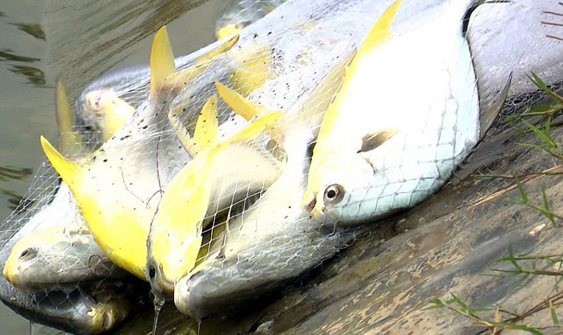 Cá chim trắng vây vàng tại mô hình của anh Đức đã được thu tỉa để xuất bán thương lái. Cá chim trắng vây vàng tại mô hình của anh Đức đã được thu tỉa để xuất bán thương lái.