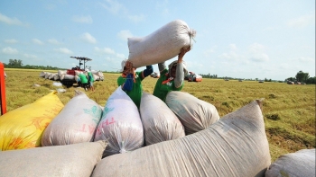 Tăng cường phát triển thị trường xuất khẩu gạo, bình ổn thị trường trong nước