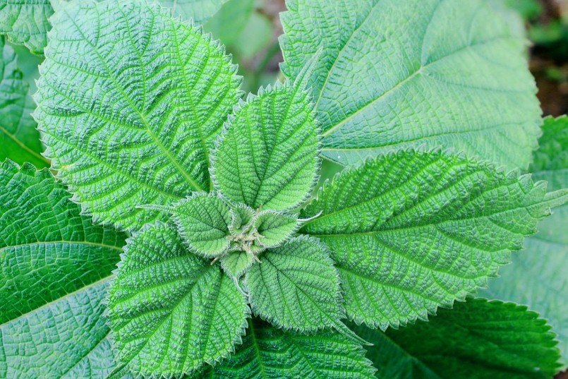 Cây gai xanh Cây gai xanh