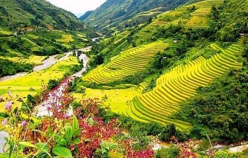 5 điểm ngắm lúa chín Sapa bạn không nên bỏ qua