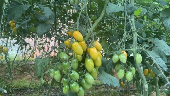 Lần đầu xuất hiện quả cà chua như trái nho siêu ngọt ở Ô Quý Hồ, Sa Pa có thêm điểm hút khách du lịch