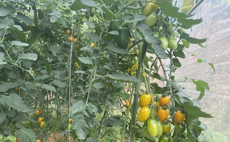 Cà chua nova nhìn như trái nho. Cà chua nova nhìn như trái nho.