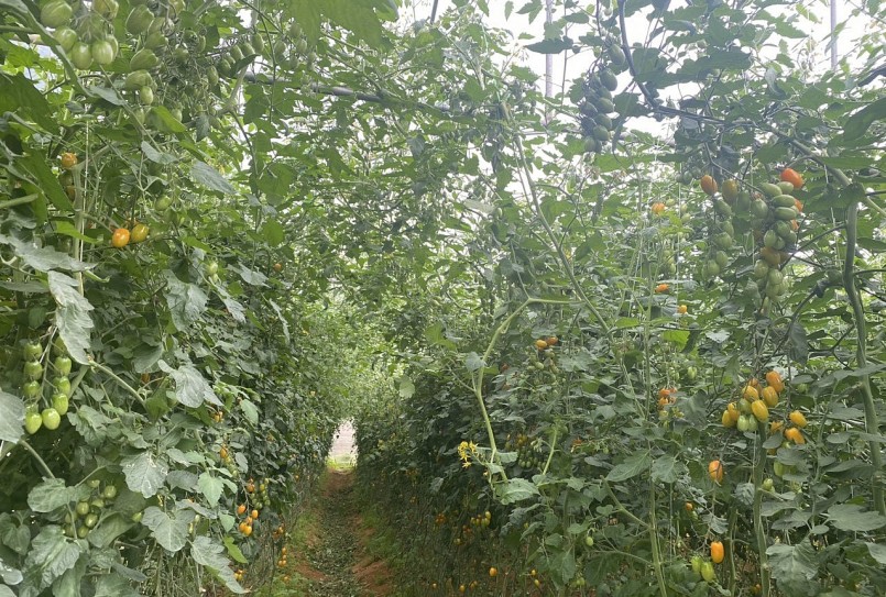 chua Nova với các giống Nova chocolate (màu nâu tím), Nova vàng (màu vàng ươm). chua Nova với các giống Nova chocolate (màu nâu tím), Nova vàng (màu vàng ươm).