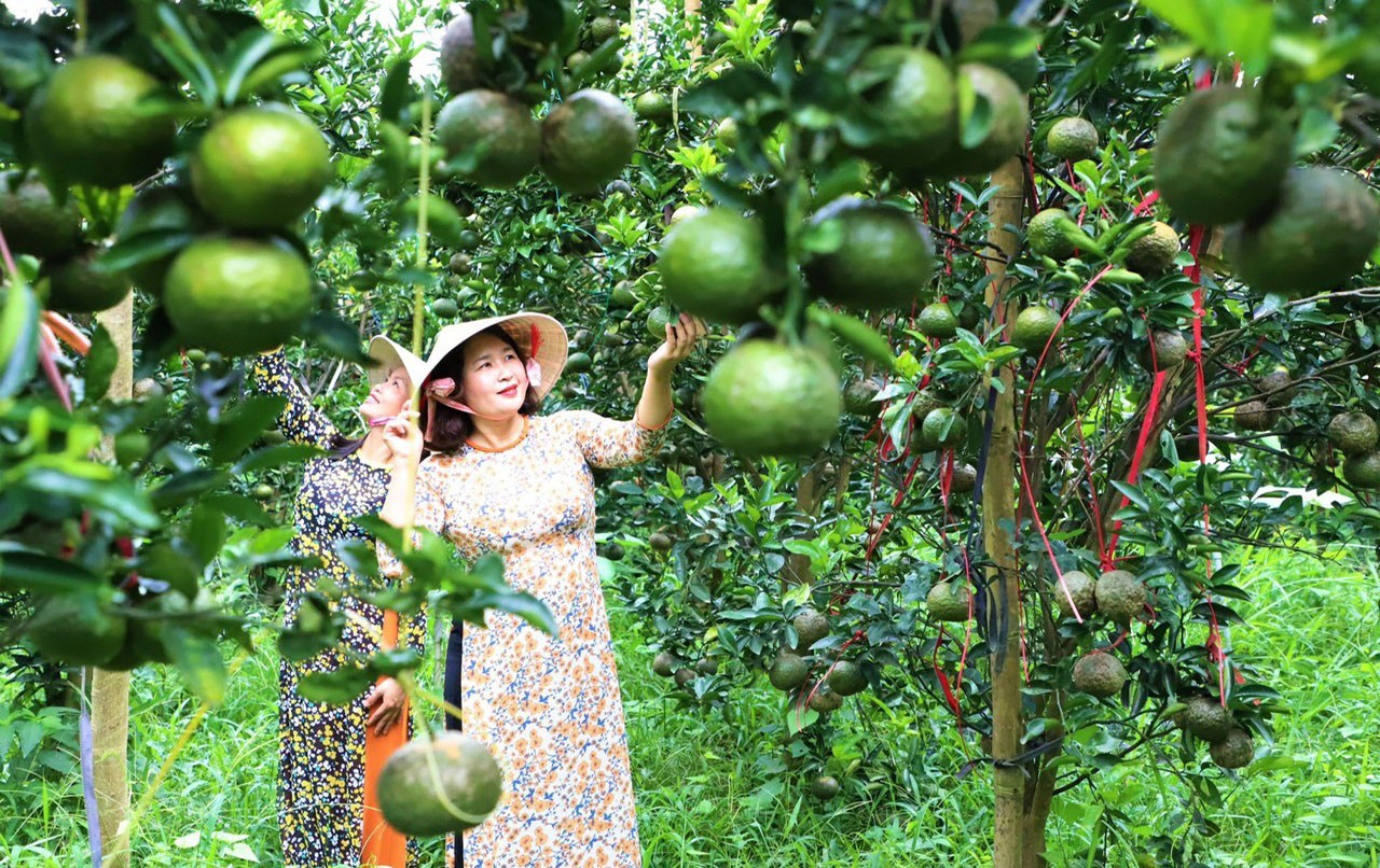 Trái ngọt trên đá