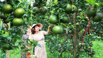 Cam sành, quýt đường núi lửa - mang vị ngọt của thiên nhiên