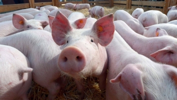 Giá heo hơi hôm nay 17/8: Khó ngăn đà giảm, giá heo sẽ khởi sắc trong tháng 9