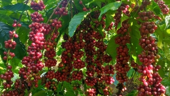 Giá nông sản hôm nay 17/8: Giá cà phê lao dốc ngập sắc đỏ, hồ tiêu dò dẫm chưa thể vượt mức 72.500 đồng/kg