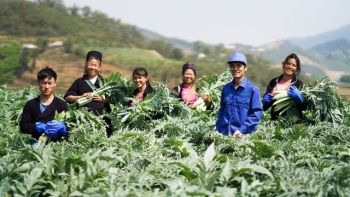 Hỗ trợ tới 1 tỷ đồng/dự án phát triển vùng trồng dược liệu quý ở miền núi