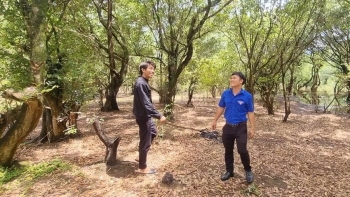 Khám phá điều đặc biệt trong rừng lùn ở Gia Lai, toàn những siêu phẩm bonsai thiên tạo