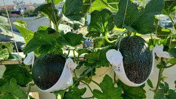 Mua quả dưa lưới thấy ngon bớt ít hạt trồng thử giờ có hẳn vườn dưa lưới công nghệ cao