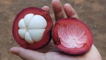 Vỏ măng cụt có công dụng gì mà giá gần 100.000 đồng/kg vẫn đắt hàng