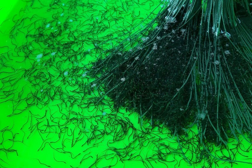 Ông Hiệp đã sản xuất thành công lươn giống nên chủ động được nguồn giống chất lượng. Ông Hiệp đã sản xuất thành công lươn giống nên chủ động được nguồn giống chất lượng.