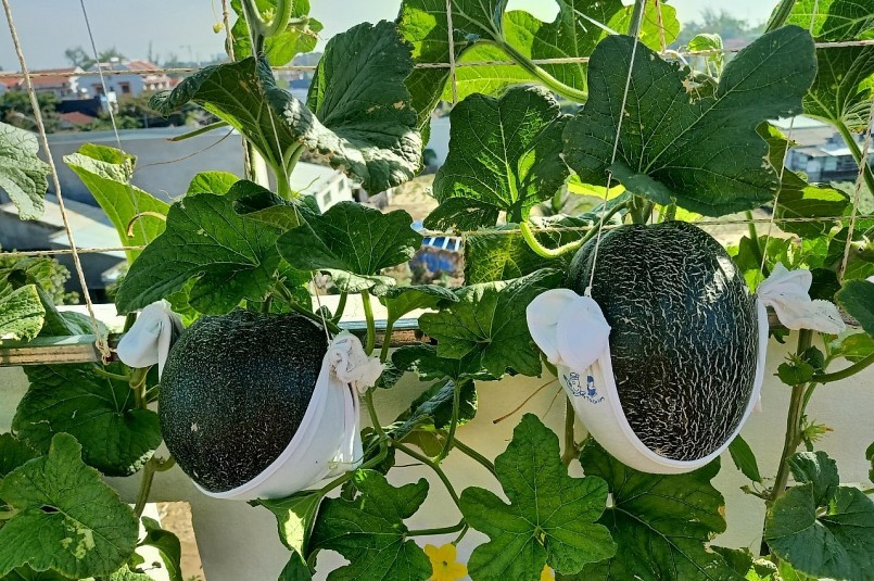 Những quả dưa lưới trồng trong chậu đã gợi ý tưởng 