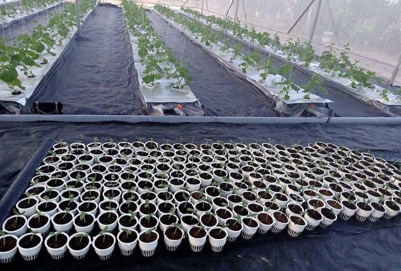 Sau khi tham quan, học hỏi các mô hình trồng dưa lưới ở nhiều nơi, chị Nguyễn Thị Mỹ, quyết định đầu tư trồng dưa lưới khép kín trong nhà màng