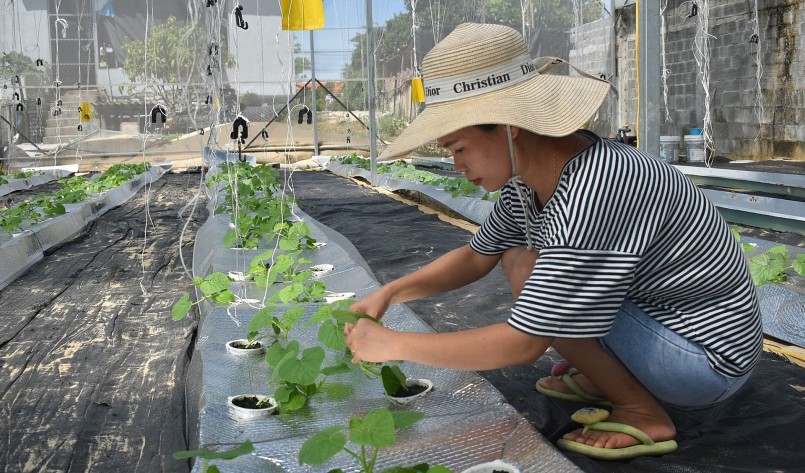 Vườn dưa lưới trong nhà màng của chị Tuyết theo chuẩn VietGAP.